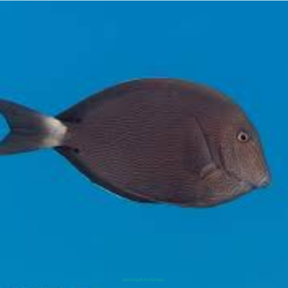 Acanthurus nigroris 7-8 cm