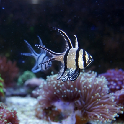 Pterapogon kauderni 4-5cm