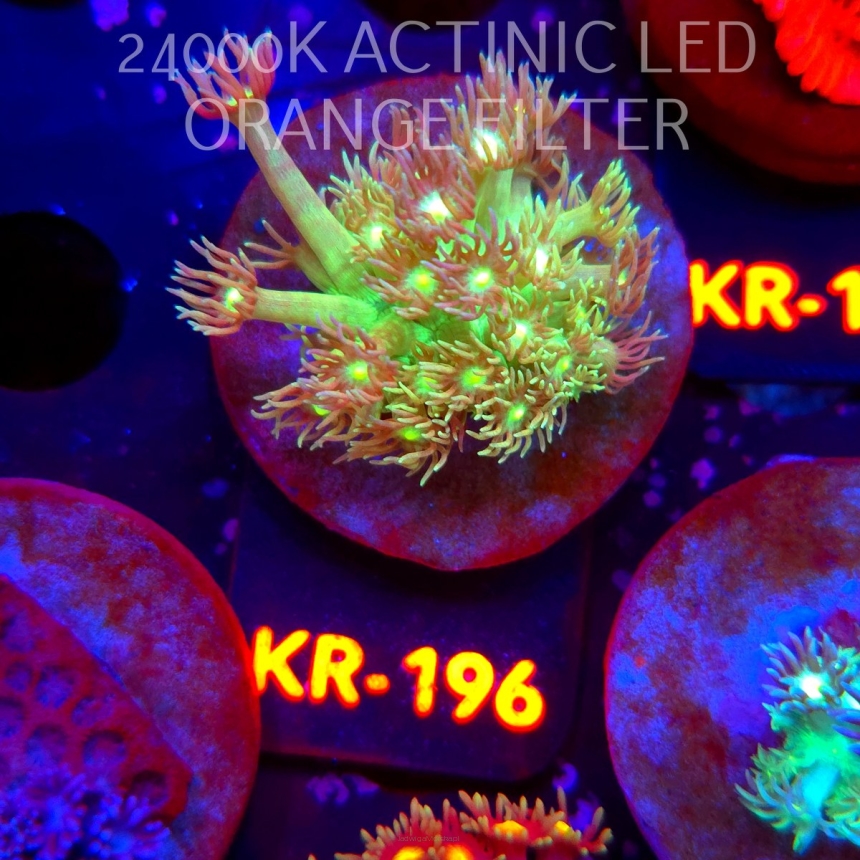 Goniopora GREEN YELLOW CENTER (12.07.2026) KR-196  3cm
