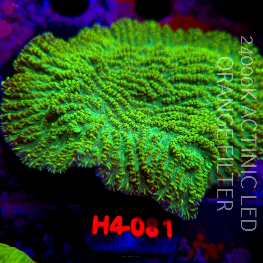 Merulina ampliata GREEN (01.06.2026) H4-081 12cm