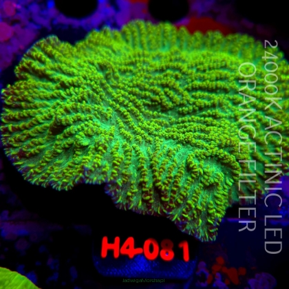 Merulina ampliata GREEN (01.06.2026) H4-081 12cm