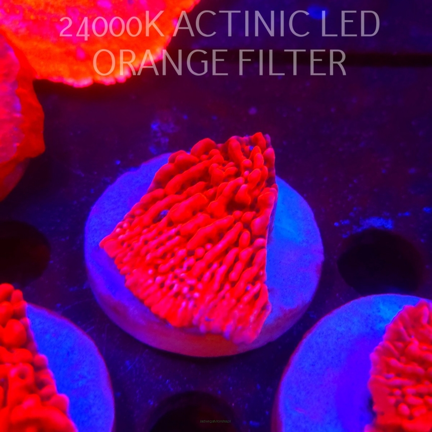 Montipora JASON FOX MEAN STREAK (21.02.2026)  5cm