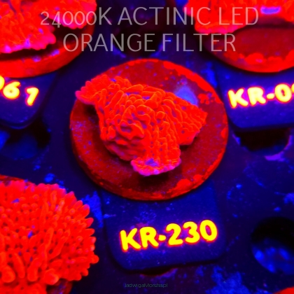 Montipora JASON FOX MEAN STREAK (01.06.2026) KR-230  4cm