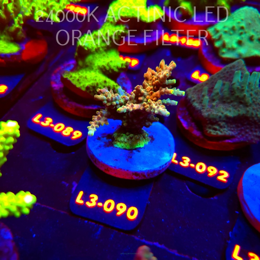 Acropora sp. PREMIUM AUSTRALIA (11.09.2026) L3-090  6cm