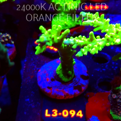 Acropora AUSTERA BANANA (04.01.2026) L3-094  8cm