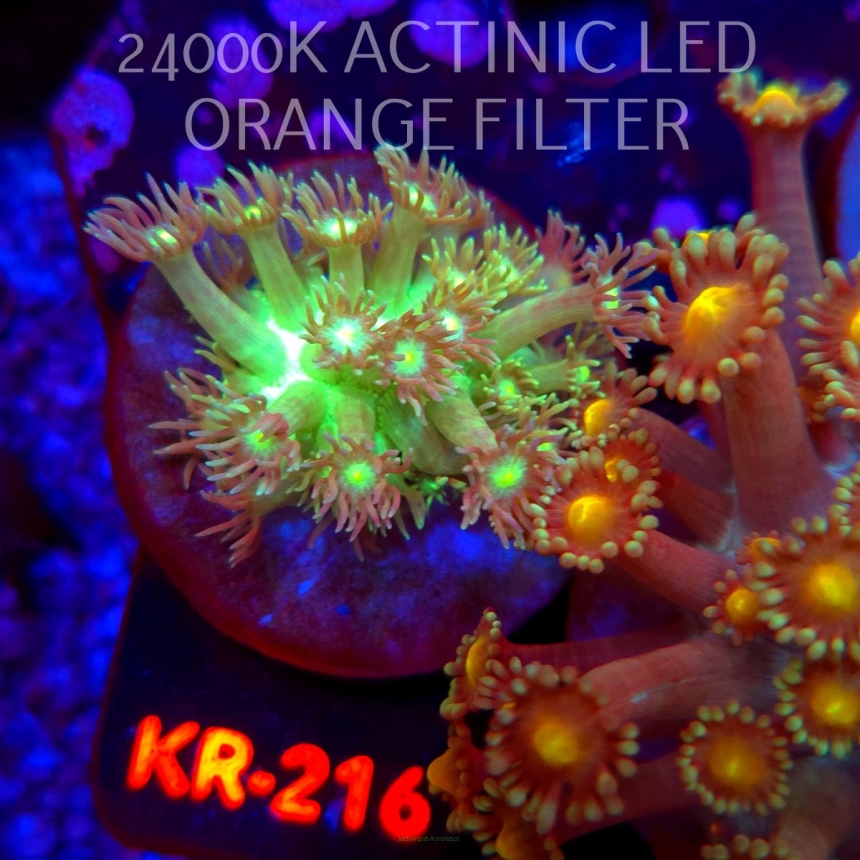 Goniopora GREEN YELLOW CENTER (12.07.2026) KR-216  3cm