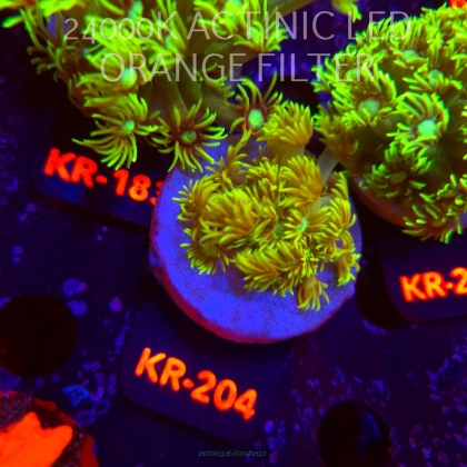 Goniopora GREEN (10.09.2026) KR-204  2cm