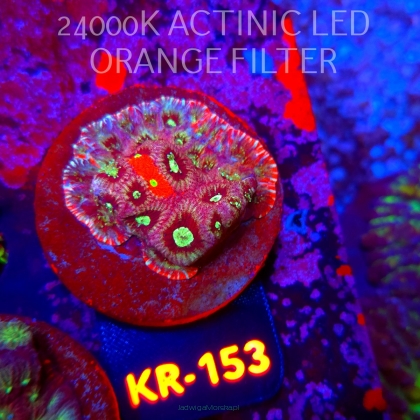 Favites Pentagona ULTRA War Coral (18.07.2026) KR-153  4cm