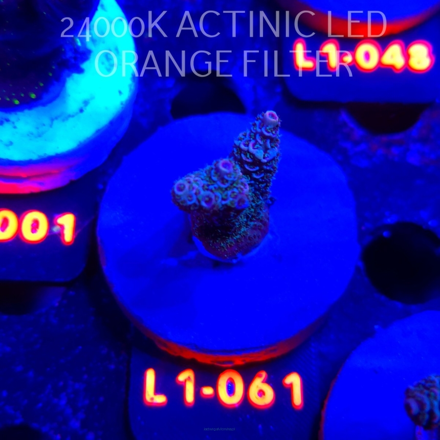 Acropora millepora PINK AUSTRALIA (11.10.2025) L1-061  3cm