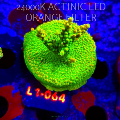 Acropora RR RAINBOW LOOM (16.03.2026) L1-064  5cm