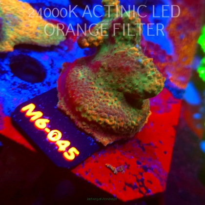 Acropora JMC RAINBOW PRINCESS Signature Frag (12.06.2026) M6-045  4cm