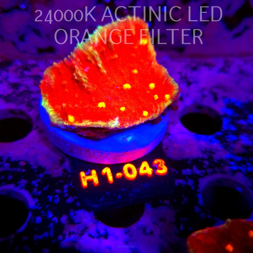 Echinophyllia KISS OF FIRE (01.08.2026) H1-043  5cm