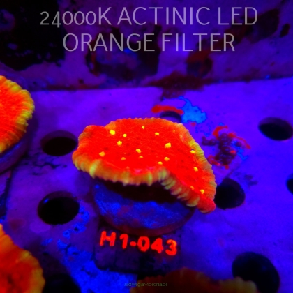 Echinophyllia KISS OF FIRE (11.10.2026) H1-043  5cm