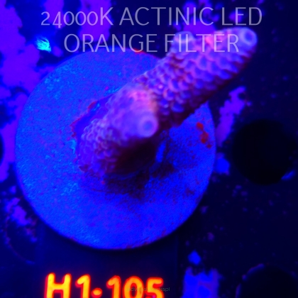 Acropora spathulata CORAL SEA ULTRA (04.02.2026) H1-105  6cm