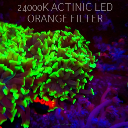 Euphyllia paraancora GREEN (20.06.2026) H3-052