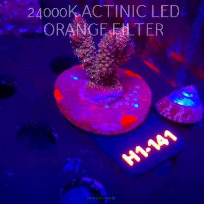 Acropora MILLEPORA JF SOLAR FLAME (01.02.2026) H1-141  5cm