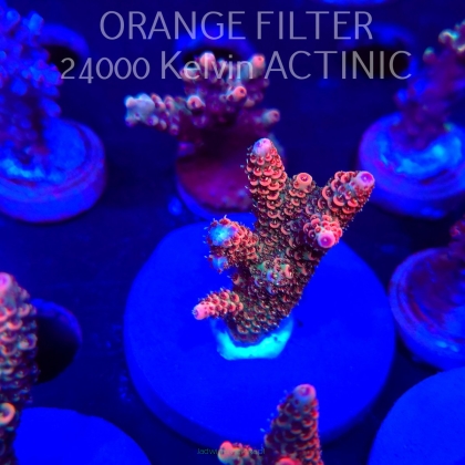 Acropora MILLEPORA JF SOLAR FLAME (04.10.2025)  5cm