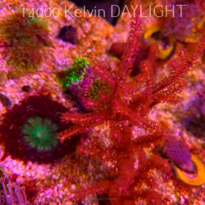 Gorgonia sp. (18.05.2025)