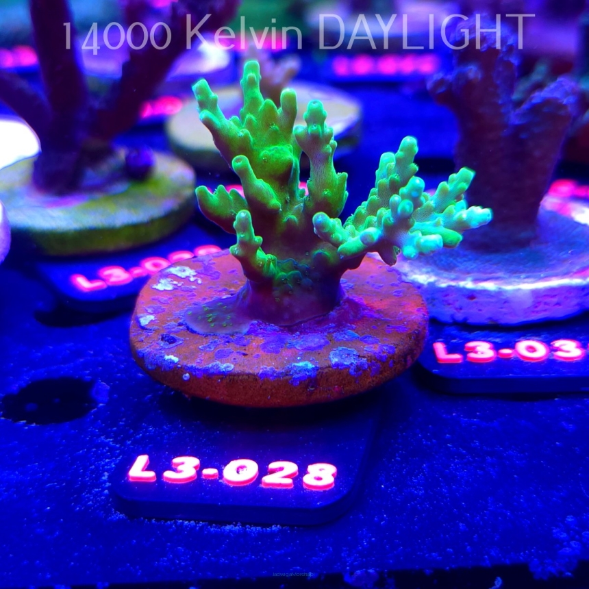 Acropora sp. AUSTRALIA (08.05.2026) L3-028  5cm