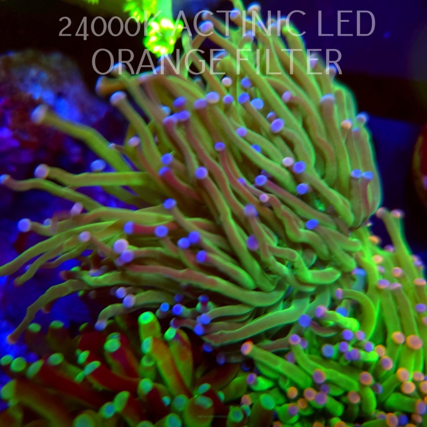 Euphyllia glabrescens RED-GREEN (04.04.2026) KR-