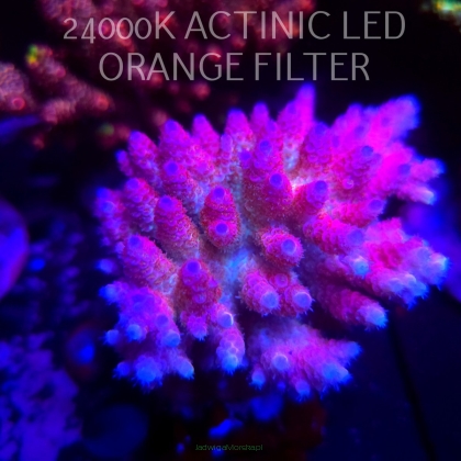 Acropora HYACINTHUS RAINBOW CORAL SEA (03.03.2026)  11cm