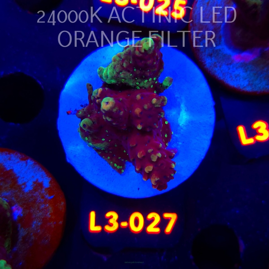 Acropora sp. PREMIUM AUSTRALIA (08.05.2026) L3-027  4cm
