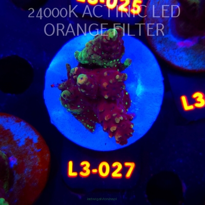 Acropora sp. PREMIUM AUSTRALIA (08.05.2026) L3-027  4cm