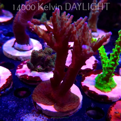Acropora sp. AUSTRALIA (19.06.2025) L3-II-14  11cm