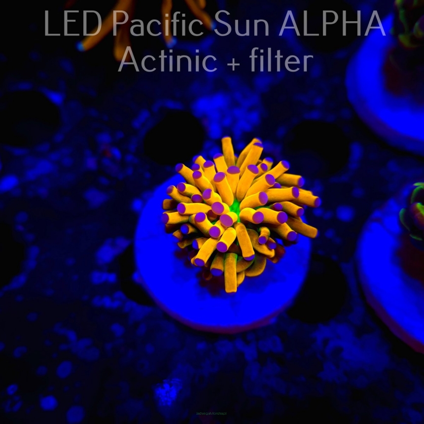  Euphyllia glabrescens AREA 51 (18.03.2024) 1 HEAD