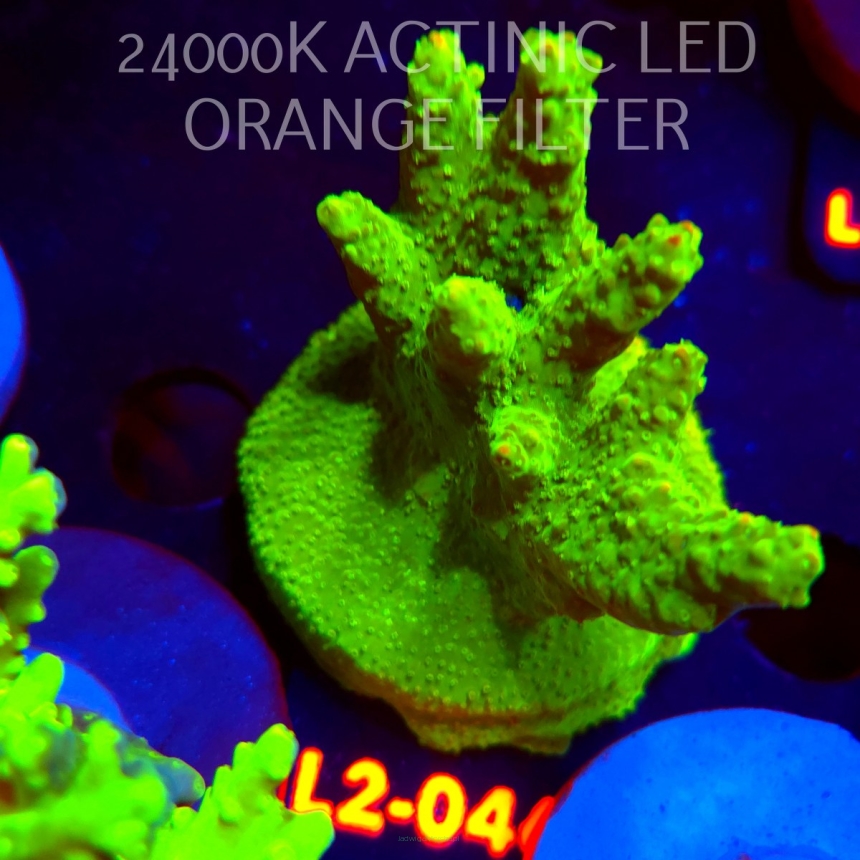 Acropora RR RAINBOW LOOM (14.08.2026) L2-046  7cm