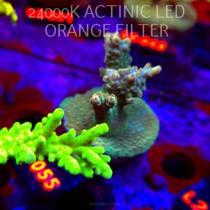 Acropora Jason Fox's Fox Flame Acro (18.03.2026) L2-055  5cm