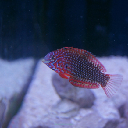 Macropharyngodon ornatus rozmiar 6cm