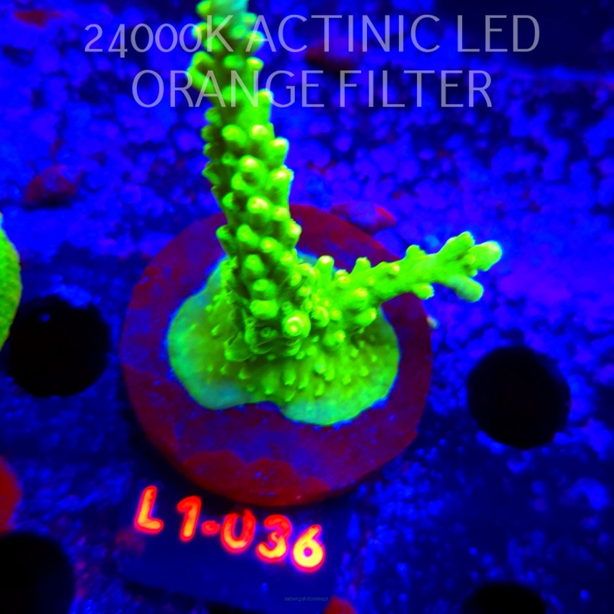 Acropora AUSTERA BANANA (16.03.2026) L1-036  9cm