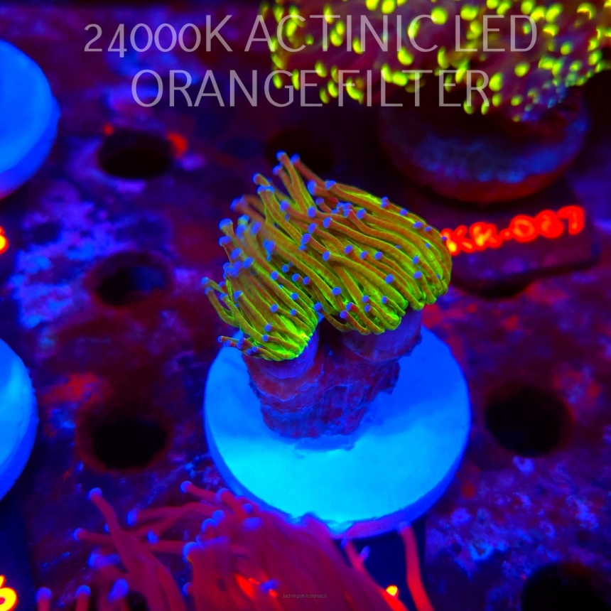 Euphyllia glabrescens TG TOXIC JOKER TORCH (01.09.2026) KR-196
