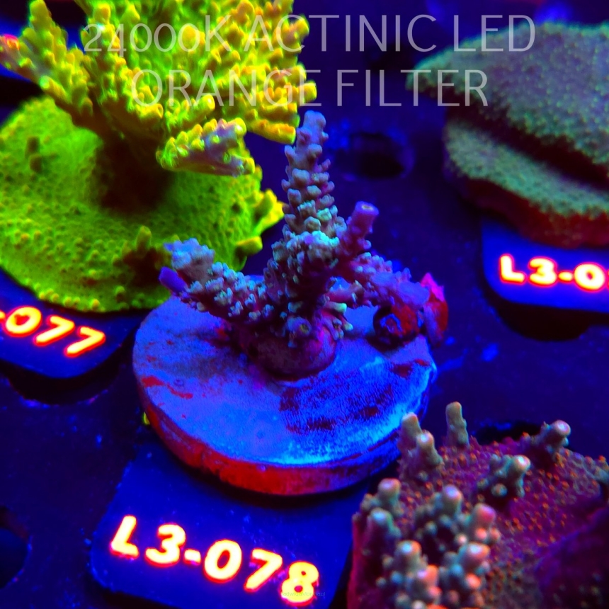 Acropora TENUIS BLUE (09.05.2026) L3-078  4cm