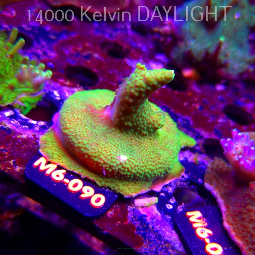 Acropora GOLD FEVER (12.06.2026) M6-090  5cm