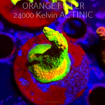 Acropora GOLD FEVER (08.04.2025) MM6-I-5  5cm