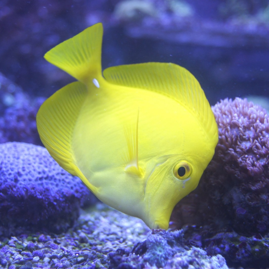 (DOBRANA PARA) Zebrasoma flavescens 2x10 cm
