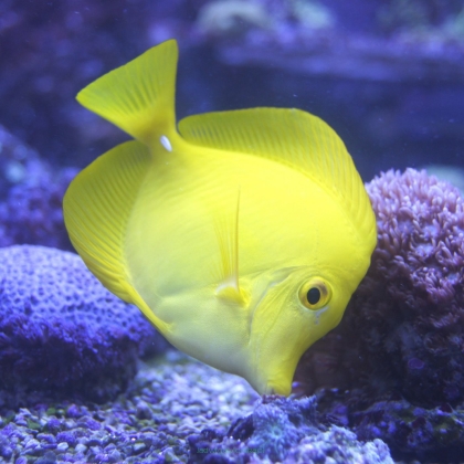 (DOBRANA PARA) Zebrasoma flavescens 2x10 cm