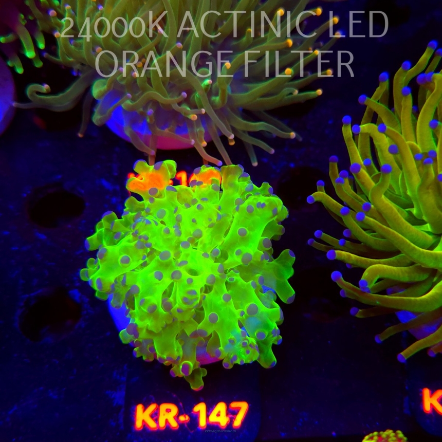 Euphyllia paradivisa ULTRA FLUO GREEN (17.01.2026) KR-147