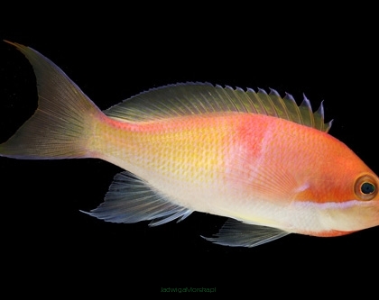 Pseudanthias kashiwae rozmiar 10-11 cm