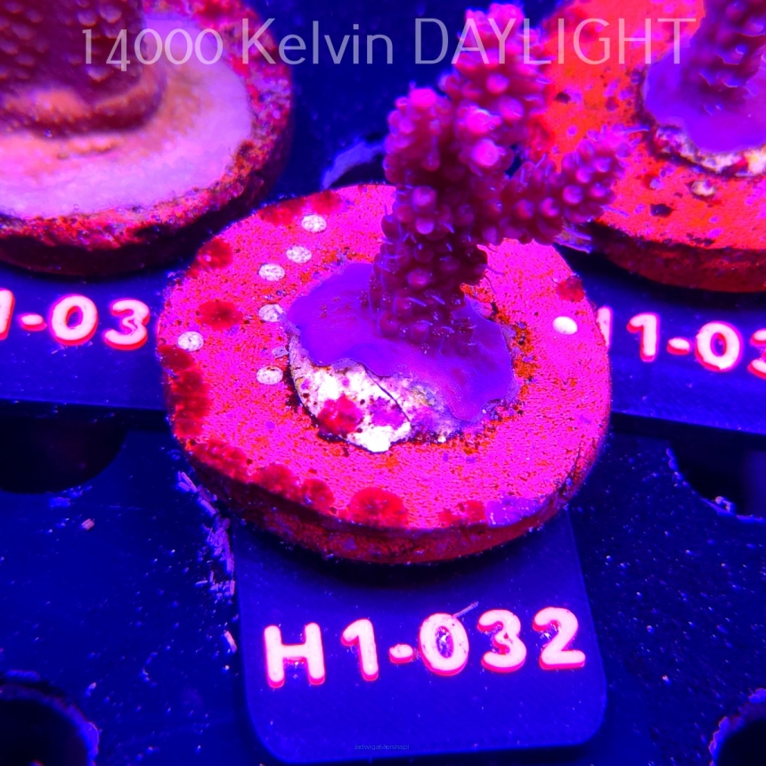 Acropora microclados STRAWBERRY SHORTCAKE (24.05.2026) H1-032  5cm