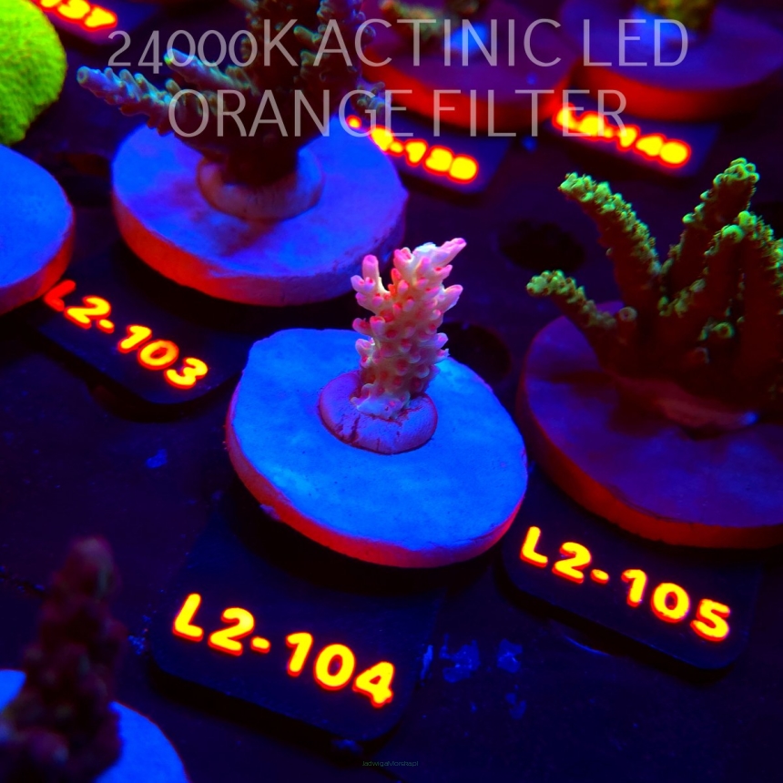 Acropora microclados STRAWBERRY SHORTCAKE CORAL SEA (14.08.2026) L2-104  2.5cm