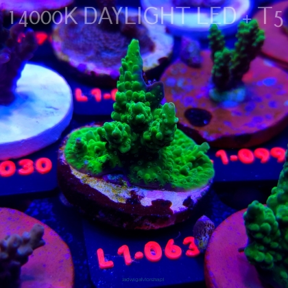 Acropora sp. AUSTRALIA (11.10.2025) L1-063  5cm