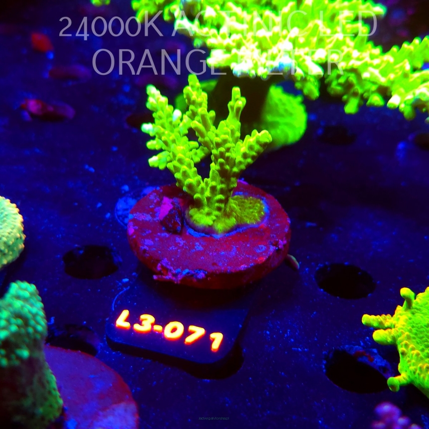 Acropora sp. PREMIUM AUSTRALIA (09.05.2026) L3-071  6cm