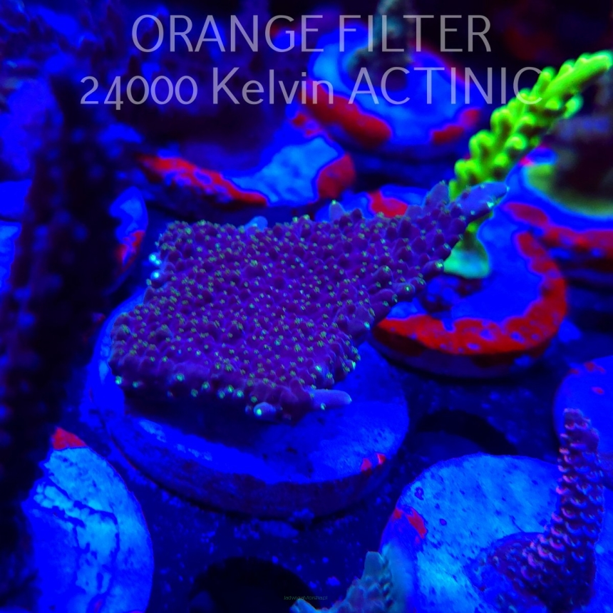 Acropora efflorescens TABLE ACRO (19.06.2025) L3-II-28  7cm