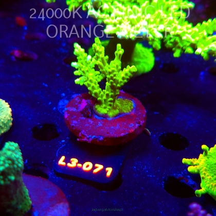Acropora sp. PREMIUM AUSTRALIA (09.05.2026) L3-071  6cm