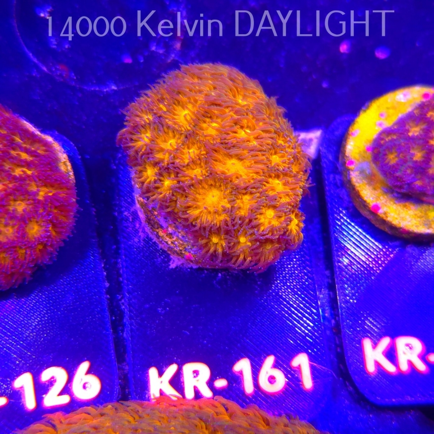 Leptastrea pruinosa JOHN DEERE (14.01.2026) KR-161  3cm