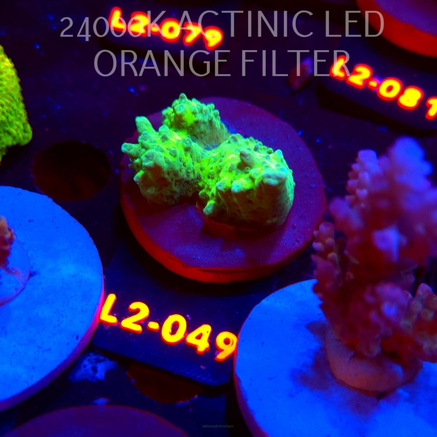 Acropora sp. PREMIUM AUSTRALIA (14.08.2026) L2-049  4cm
