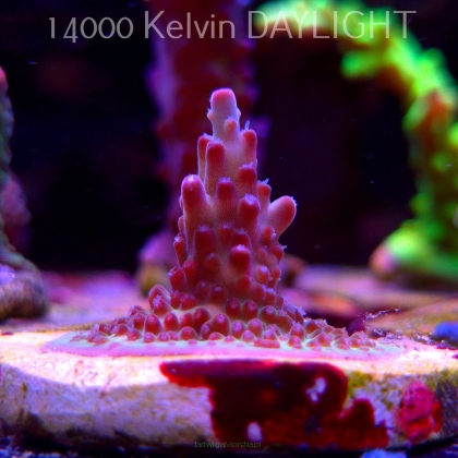 Acropora JMC PINK DREAM (24.05.2025) L2-I-15  3cm